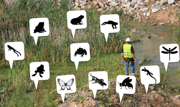 Wiese mit verschiedenen Tierarten und einem Bauarbeiter